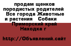 продам щенков породистых родителей - Все города Животные и растения » Собаки   . Приморский край,Находка г.